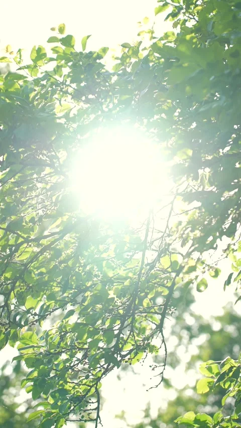 Bright sun through the green tree leaves Stock Footage 317819948