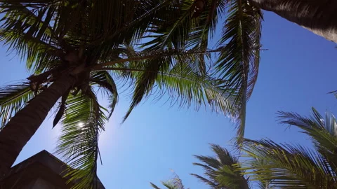 Bright sun through palm trees, rays and glare, clear sky on the background Stock Footage 329937127
