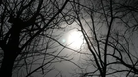 Bright sun through silhouetted dead trees creepy 動画素材 152833863