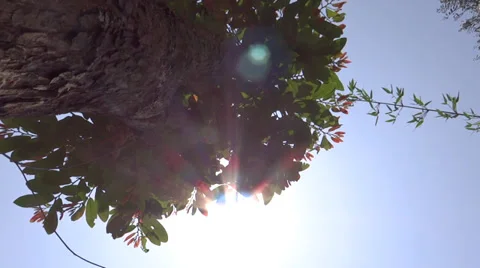 Bright sun on the top of a High-rise Trees at the mid noon Stock-Footage 38080997