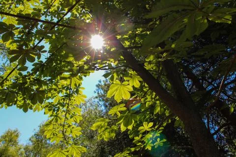Bright sun in the tree Stock Photos