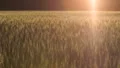 Bright sunbeam falling on wheat field, meditation relax, mystic atmosphere HD Footage