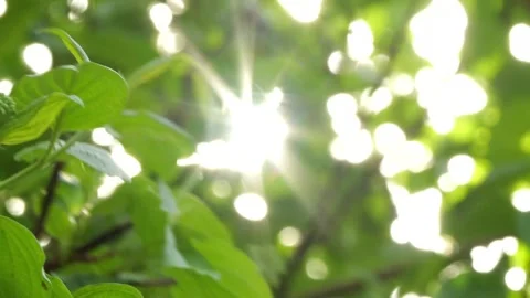 Bright sunbeam in tree canopy Stock Footage 273047062