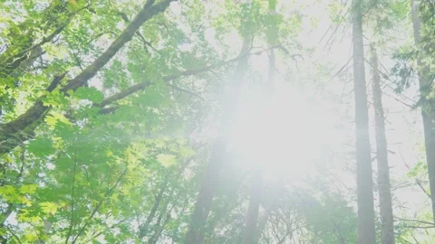 Bright sunbeams bursting through dense green forest tree canopy Stock Footage 342143184