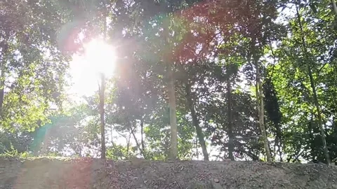Bright Sunbeams Filtering Through Lush Green Forest Canopy Stock Footage 325074211