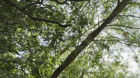 Bright sunbeams flashing through weeping willow branches Vídeos de archivo 334760185