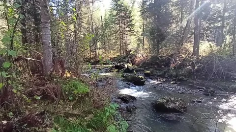 Bright sunbeams illuminate the bed of a fast-flowing mountain stream Stock Footage 292853498