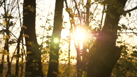 Bright sunbeams pass through trees forest park. summer landscape. Spring Stock Footage 240830321