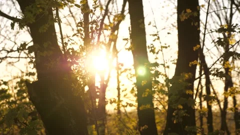 Bright sunbeams pass through trees forest park. summer landscape. Spring Stock Footage 242390357