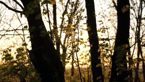 Bright sunbeams pass through trees forest park. summer landscape. Spring Stock Footage 242806538