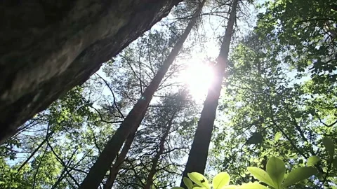 Bright sunbeams shine in the forest 스톡 동영상 161635440