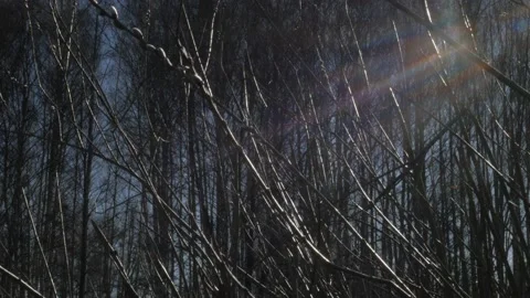 Bright sunbeams shine through the bare branches of the bushes Stock Footage 183365651