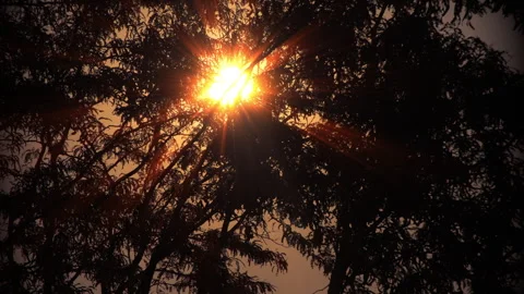 Bright Sunbeams Shining Through Dark Tree Branches at Sunrise Stock Footage 341914052