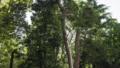 Bright sunbeams shining through dense green leaves and branches in an urban park Stock Footage 315675122
