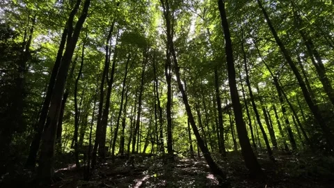 Bright sunbeams through leafy canopy in dense deciduous forest, low viewpoint Stock Footage 345372106