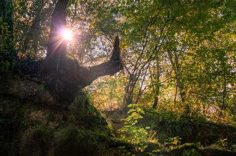 Bright sunburst filtering through old tree roots on mossy forest hillside Stock Photos