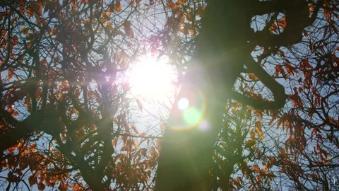 Bright sunburst through the branches and leaves of a tree Stock Footage 151502768
