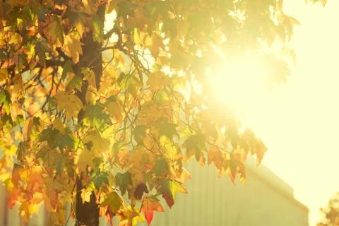 Bright sunburst through leafy tree Stock Photos
