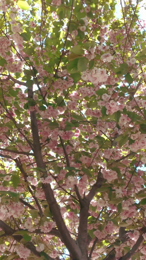 Bright sunflare shining through blooming Sakura, Japanese cherry blossom tree Stock Footage 338134199