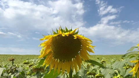 Bright sunflower on the background of the blue sky Stock Footage 248495137