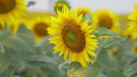 Bright sunflower bloom in foreground with soft focused field, vivid yellow Stock Footage 347767365