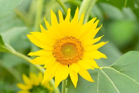 Bright sunflower close up. Selective focus. Beauty of nature, summer concept Stock Photos