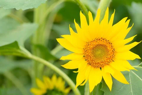 Bright sunflower close up. Selective focus. Beauty of nature, summer concept Stock Photos