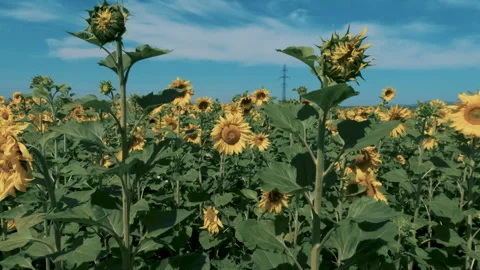 Bright sunflower field Stock Footage 247570562