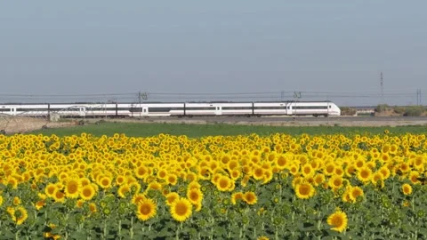 Bright Sunflower Field With High-Speed Train Passing Through Rural Landscape Stock Footage 346765006