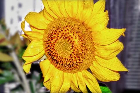 Bright sunflower. Stock Photos