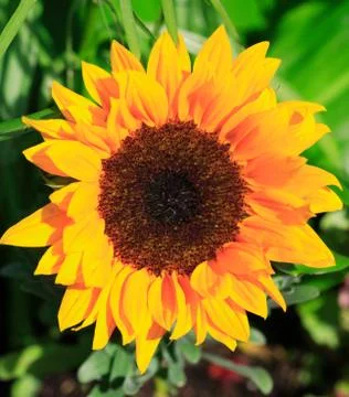 Bright sunflower Foto stock
