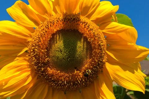 Bright sunflower. Stock Photos