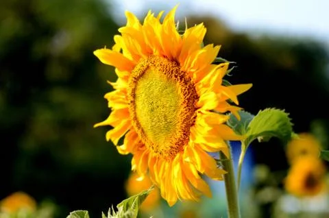 Bright Sunflower Stock Photos
