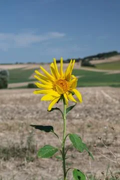 A bright sunflower standing alone. Stock Photos
