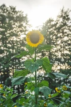 Bright sunflower in sunset light, nice bokeh. Stock Photos
