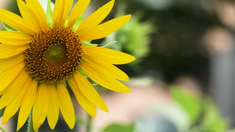 Bright Sunflower Swaying Gently in the Wind on a Sunny Summer Day Stock Footage 341394741