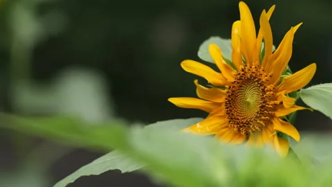 Bright Sunflower Swaying Gently in the Wind on a Sunny Summer Day Stock Footage 341394742