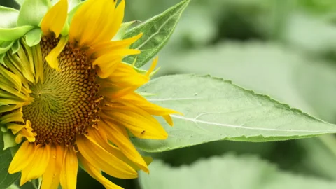 Bright Sunflower Swaying Gently in the Wind on a Sunny Summer Day Stock Footage 341394804