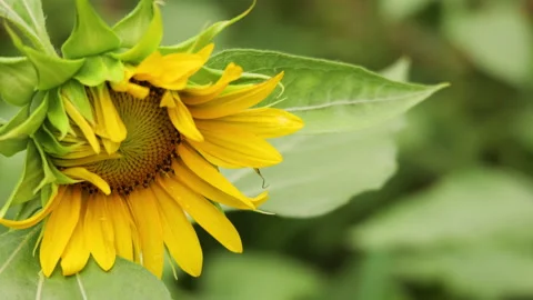 Bright Sunflower Swaying Gently in the Wind on a Sunny Summer Day Stock Footage 341394825