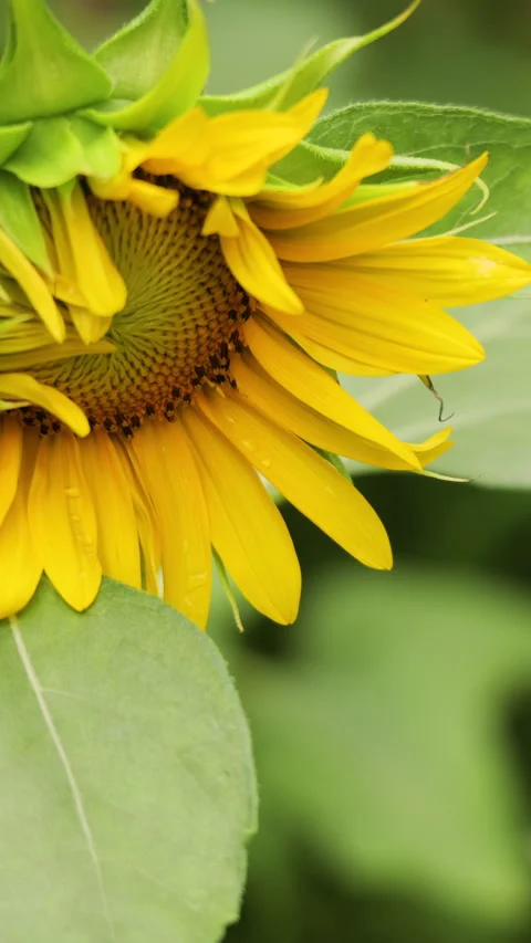 Bright Sunflower Swaying Gently in the Wind on a Sunny Summer Day Stock Footage 341394831