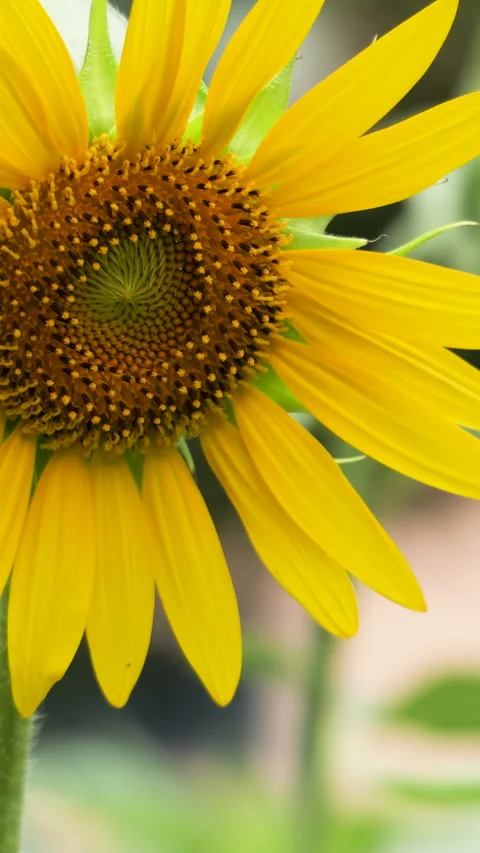 Bright Sunflower Swaying Gently in the Wind on a Sunny Summer Day Stock Footage 341394857