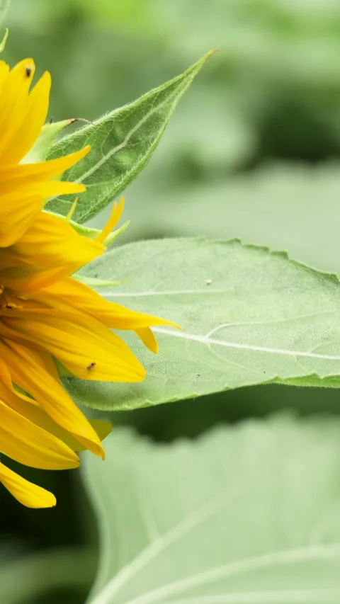 Bright Sunflower Swaying Gently in the Wind on a Sunny Summer Day Stock Footage 341394859