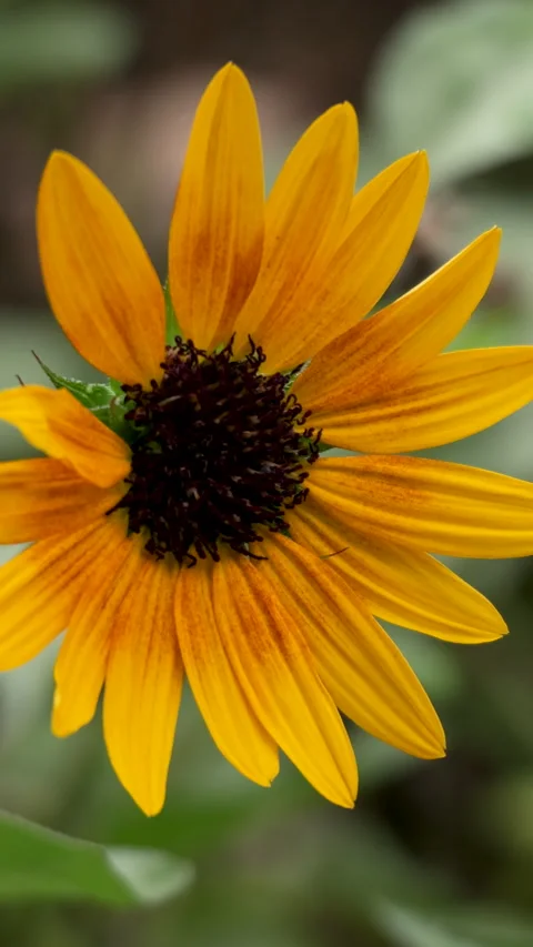 Bright Sunflower Swaying Gently in the Wind on a Sunny Summer Day Stock Footage 341394870