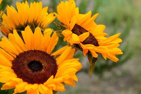 Bright sunflowers close-up, macro Stock Photos