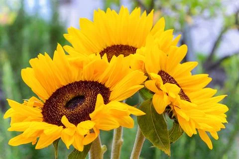 Bright sunflowers close-up, macro Stock Photos