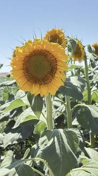 Bright sunflowers field Foto stock