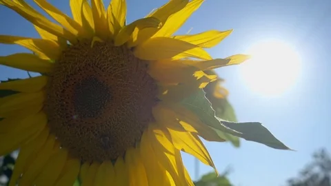 Bright sunflowers Stock Footage 79683867