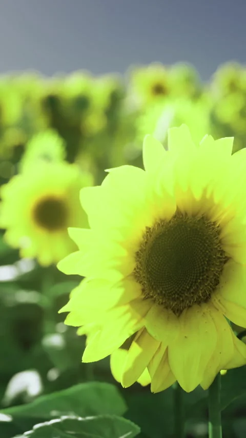 Transparent Sunflowers Stock Videos – Royalty-Free HD & 4K Videos | Pond5