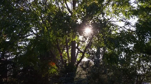 Bright sunlight against green tree top Stock Footage 103409506
