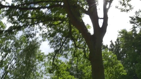 Bright sunlight against tree Stock Footage 73702098